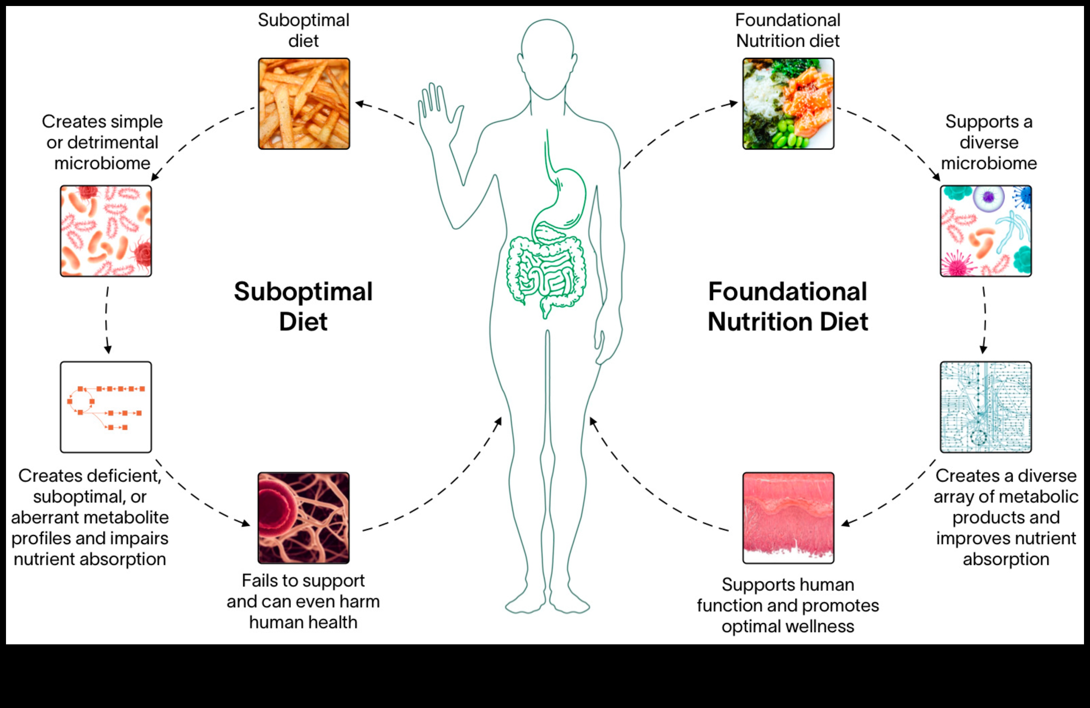 Διερεύνηση των Βιοχημικών Βάσεων της Διατροφικής Υγείας 2 Βιοχημικές βάσεις: Εξερευνώντας τις ρίζες της διατροφικής υγείας