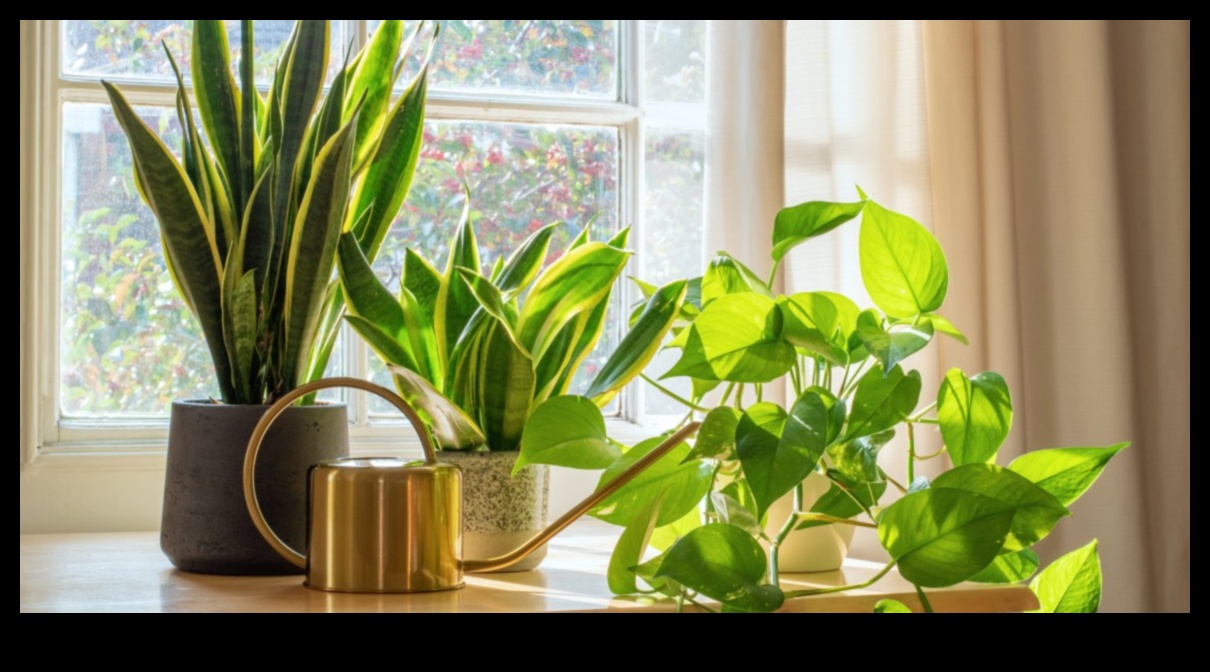 Συμβουλές Indoor Botanical Bliss για την καλλιέργεια υγιών φυτών εσωτερικού χώρου 4 Indoor Botanical Bliss: Συμβουλές για ανθισμένα φυτά εσωτερικού χώρου
