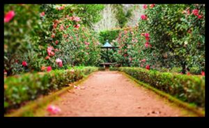 Garden Whispers: Επαγγελματικές συμβουλές για έναν γαλήνιο και όμορφο χώρο