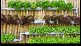 Πρασίνοντας τον χώρο σας: Η εσωτερική κηπουρική έγινε απλή