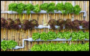 Πρασίνοντας τον χώρο σας: Η εσωτερική κηπουρική έγινε απλή