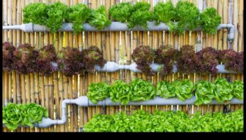 Πρασίνοντας τον χώρο σας: Η εσωτερική κηπουρική έγινε απλή