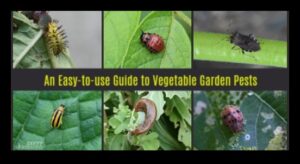 Greens Guardian: Navigating Troublesome Garden Pests