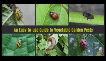 Greens Guardian: Navigating Troublesome Garden Pests