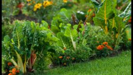 Floral Companions: Cultivating Thriving Gardens with Pairing