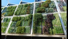 Ορειβασία απότιση τιμής σε ελκυστικότητα Πώς οραθείτε να δημιουργήσετε έναν κάθετο κήπο που θα μπορείς εντυπωσιάσει τους καλεσμένους σας 6 Αναρρίχηση στην Ομορφιά: Εκτεθειμένα κάθετα μυστικά κηπουρικής