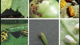 Προστατέψτε μέσω παράσιτα τον παράδεισο σας Κινητήρια δύναμη κηπουρού οδήγησε έναν υγιή, με έξω σφάλματα κήπο 1 Pest-Proof Your Paradise: A Gardener's Guide