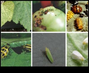 Pest-Proof Your Paradise: A Gardener's Guide
