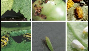 Pest-Proof Your Paradise: A Gardener's Guide